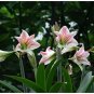 100 PCS Seeds Bonsai Amaryllis Barbados Lily DIY Home Garden Lily Potted Bonsai