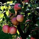 10 PCS Seeds Bonsai Apple Tree Seeds Garden Yard Outdoor Living Fruit Plant