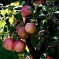 10 PCS Seeds Bonsai Apple Tree Seeds Garden Yard Outdoor Living Fruit Plant