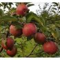 10 PCS Seeds Bonsai Apple Tree Seeds Garden Yard Outdoor Living Fruit Plant