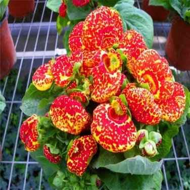 200 PCS Seeds Bonsai Calceolaria Dicentra Spectabilis Rare Flower Home
