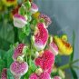 200 PCS Seeds Bonsai Calceolaria Dicentra Spectabilis Rare Flower Home