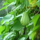 30 PCS Seeds Bonsai Chayote Succulent Pumpkin Fruit Vegetables Bonsai Potted Plant for Flower 30 PCS Seeds Bonsai Chayote Succulent Pumpkin Fruit Vegetables Bonsai Potted Plant for Flower