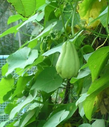 30 PCS Seeds Bonsai Chayote Succulent Pumpkin Fruit Vegetables Bonsai Potted Plant for Flower