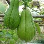 30 PCS Seeds Bonsai Chayote Succulent Pumpkin Fruit Vegetables Bonsai Potted Plant for Flower