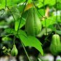 30 PCS Seeds Bonsai Chayote Succulent Pumpkin Fruit Vegetables Bonsai Potted Plant for Flower