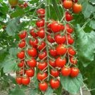 100 PCS Seeds Bonsai Cherry Tomato Red Round Fruit