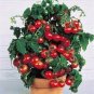 100 PCS Seeds Bonsai Cherry Tomato Red Round Fruit