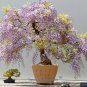100 PCS Seeds Bonsai Chinese Wisteria