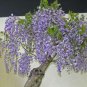 100 PCS Seeds Bonsai Chinese Wisteria