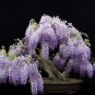 100 PCS Seeds Bonsai Chinese Wisteria
