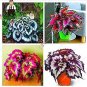100 PCS Seeds Bonsai Coleus Foliage Plants Perfect Color Arc-Dragon Beautiful Flower Plant