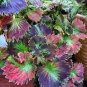 100 PCS Seeds Bonsai Colorful Coleus Foliage Plants Rainbow Leaf Plant Dragon
