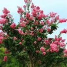 30 PCS Seeds Bonsai Crape Myrtle Tree Red Flowers 30 PCS Seeds Bonsai Crape Myrtle Tree Red Flowers