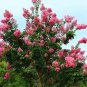 30 PCS Seeds Bonsai Crape Myrtle Tree Red Flowers