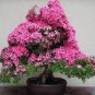 30 PCS Seeds Bonsai Crape Myrtle Tree Red Flowers