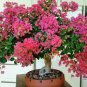 30 PCS Seeds Bonsai Crape Myrtle Tree Red Flowers