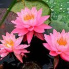 5 PCS Seeds Bonsai Double Red Lotus