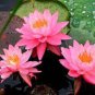 5 PCS Seeds Bonsai Double Red Lotus