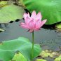 5 PCS Seeds Bonsai Double Red Lotus