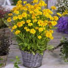 20 PCS Seeds Bonsai Early Sunrise Yellow Coreopsis Flower