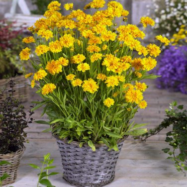 20 PCS Seeds Bonsai Early Sunrise Yellow Coreopsis Flower