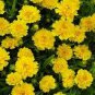 20 PCS Seeds Bonsai Early Sunrise Yellow Coreopsis Flower