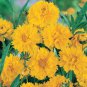 20 PCS Seeds Bonsai Early Sunrise Yellow Coreopsis Flower