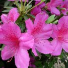 50 PCS Seeds Bonsai F1 Red Azalea Hardy Rhododendron 50 PCS Seeds Bonsai F1 Red Azalea Hardy Rhododendron