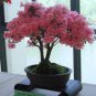 50 PCS Seeds Bonsai F1 Red Azalea Hardy Rhododendron