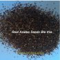 50 PCS Seeds Bonsai F1 Red Azalea Hardy Rhododendron