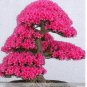 50 PCS Seeds Bonsai F1 Red Azalea Hardy Rhododendron
