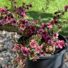 100 PCS Seeds Bonsai Flower Bonsai Leptospermum Scoparium Flamenco Angel's 100 PCS Seeds Bonsai Flower Bonsai Leptospermum Scoparium Flamenco Angel's