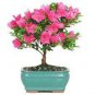 100 PCS Seeds Bonsai Flower Bonsai Leptospermum Scoparium Flamenco Angel's