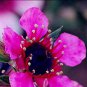 100 PCS Seeds Bonsai Flower Bonsai Leptospermum Scoparium Flamenco Angel's