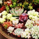 100 PCS Seeds Bonsai Flowers Indoor Succulents Plant