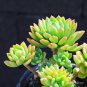 100 PCS Seeds Bonsai Flowers Indoor Succulents Plant