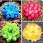 100 PCS Seeds Bonsai Flowers Indoor Succulents Plant
