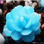 100 PCS Seeds Bonsai Flowers Indoor Succulents Plant