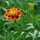 50 PCS Seeds Bonsai French Marigold Tagetes Patula Annual Flower 50 PCS Seeds Bonsai French Marigold Tagetes Patula Annual Flower