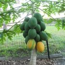 50 PCS Seeds Bonsai Fruit Dwarf Papaya Miniature Pawpaw