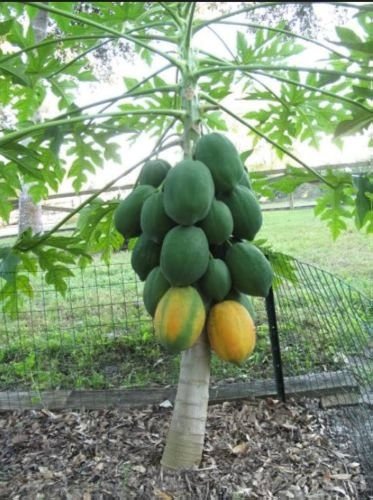 50 PCS Seeds Bonsai Fruit Dwarf Papaya Miniature Pawpaw