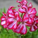 30 PCS Seeds Bonsai Geranium Perennial Bonsai Flower Plantas Pelargonium Peltatum 30 PCS Seeds Bonsai Geranium Perennial Bonsai Flower Plantas Pelargonium Peltatum