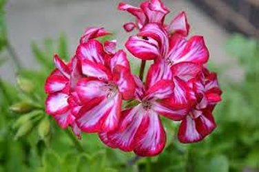 30 PCS Seeds Bonsai Geranium Perennial Bonsai Flower Plantas Pelargonium Peltatum