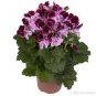 30 PCS Seeds Bonsai Geranium Perennial Bonsai Flower Plantas Pelargonium Peltatum
