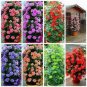 30 PCS Seeds Bonsai Geranium Perennial Bonsai Flower Plantas Pelargonium Peltatum