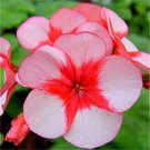 30 PCS Seeds Bonsai Geranium,Perennial Bonsai Flower Plantas Pelargonium Peltatum 30 PCS Seeds Bonsai Geranium,Perennial Bonsai Flower Plantas Pelargonium Peltatum