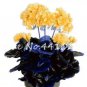 30 PCS Seeds Bonsai Geranium,Perennial Bonsai Flower Plantas Pelargonium Peltatum