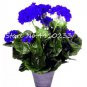 30 PCS Seeds Bonsai Geranium,Perennial Bonsai Flower Plantas Pelargonium Peltatum