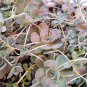 100 PCS Seeds Bonsai Green Orostachys Boehmeri Flower Pots Planters Succulent Plants